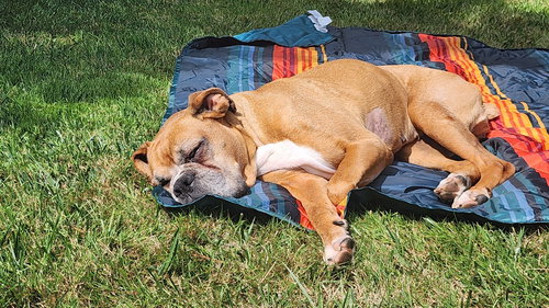 KJ - Boxer available for adoption