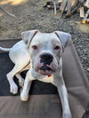 Oso - Photo 2