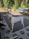 Oso - Photo 3