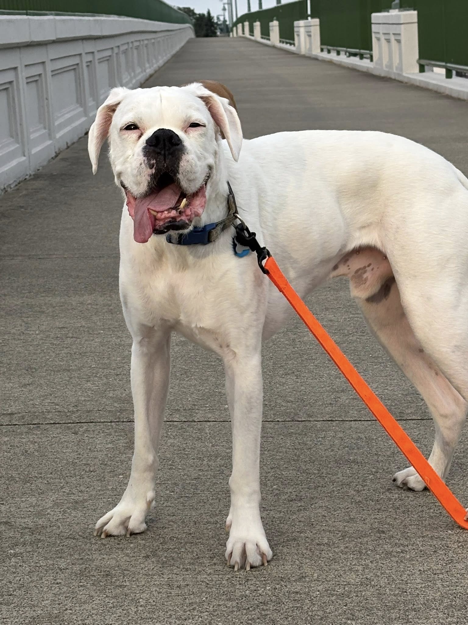 Odie Image