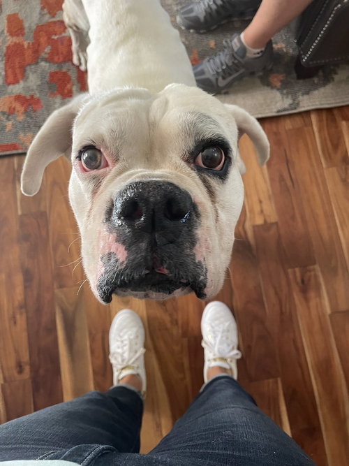 GRAF - Boxer available for adoption
