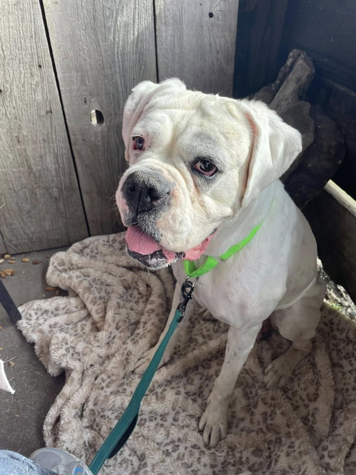GRAF - Boxer available for adoption