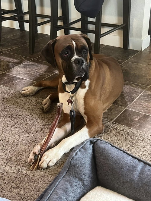 BIG JIM - Boxer available for adoption