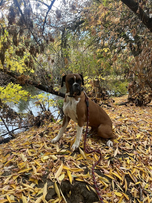 BIG JIM - Boxer available for adoption