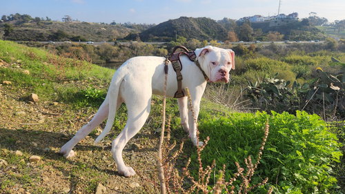 DIPPER - Boxer / American Bulldog available for adoption