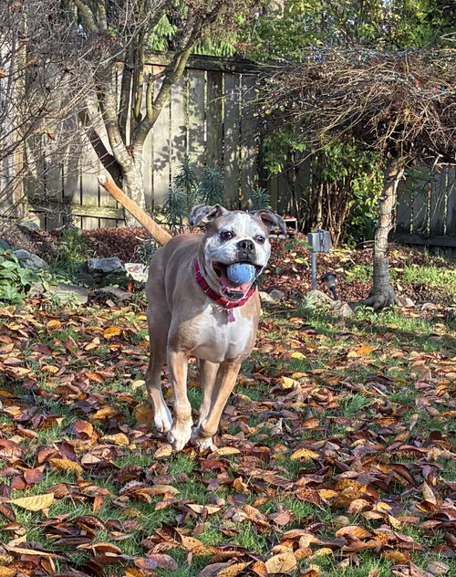 DAMON - Boxer available for adoption