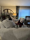 Perlina - Photo 4