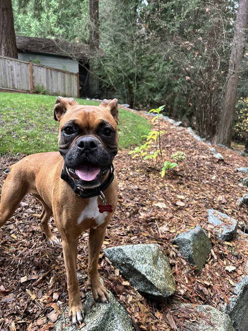 SPARKLES - Boxer available for adoption