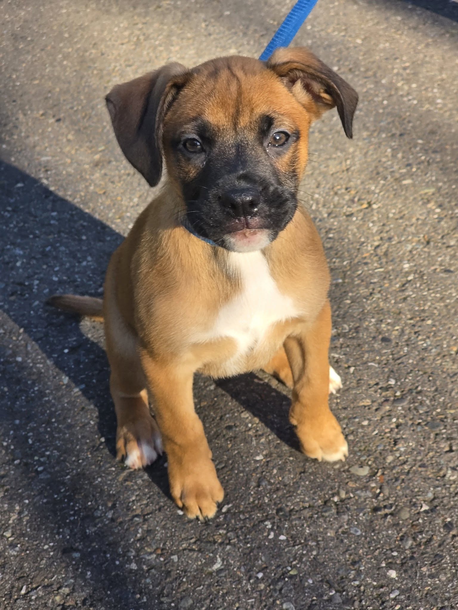 Boxer