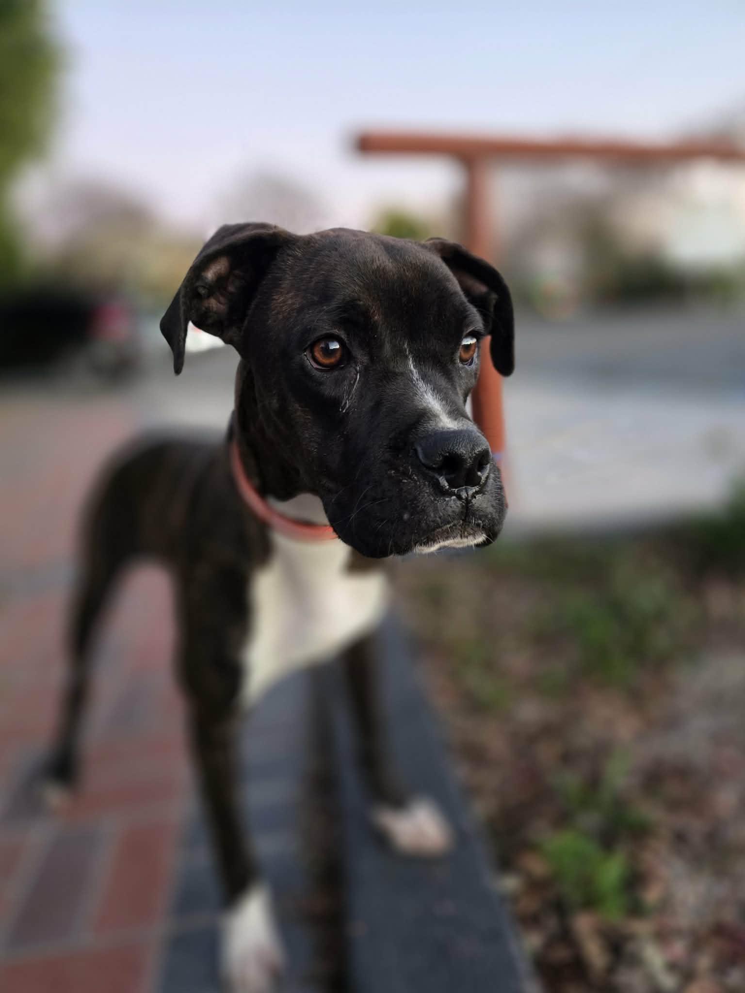 Rocky 2026-1 Image