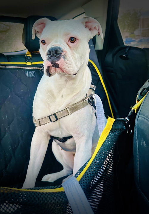 Luna 2026-1, an adoptable Boxer in Mcminnville, WA