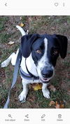 Otis