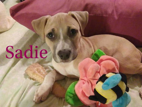 Sadie