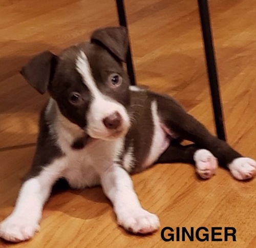 Ginger