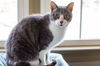 Bartholo Mew
