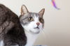 Bartholo Mew