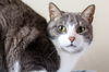 Bartholo Mew
