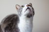 Bartholo Mew