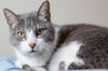 Bartholo Mew