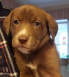 Peanut