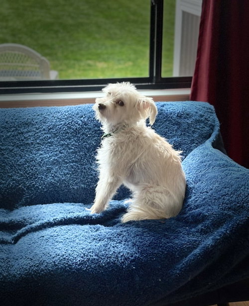 Poppy, photo 2
