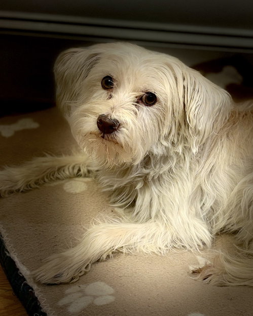 Poppy, photo 3