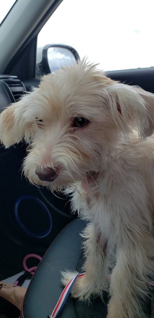 Poppy, photo 5
