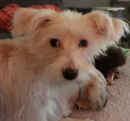 Poppy, photo 4
