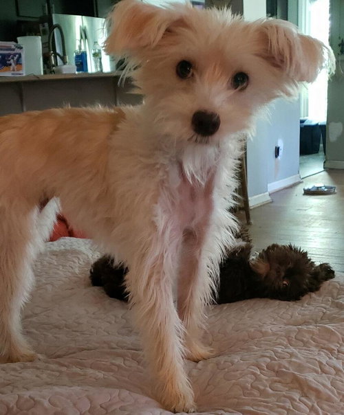 Poppy, photo 6