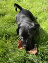 Finley