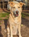 adoptable Dog in cary, NC named Tesla