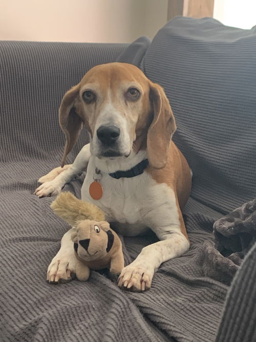 Peanut