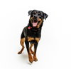Abby - Photo 5