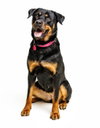 Abby - Photo 3
