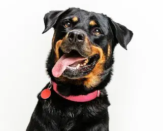 Abby - Rottweiler
