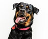 Abby - Photo 1