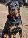 adoptable Dog in cary, NC named Abby