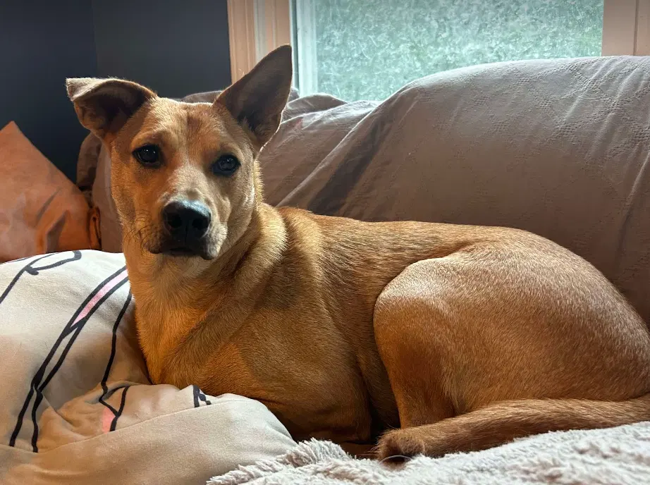 Monty - Carolina Dog
