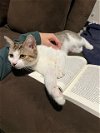 adoptable Cat in cary, NC named Finley
