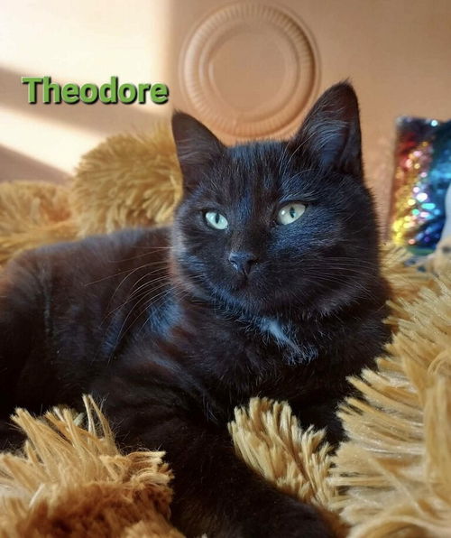 Theodore