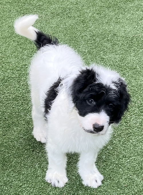 Oreo