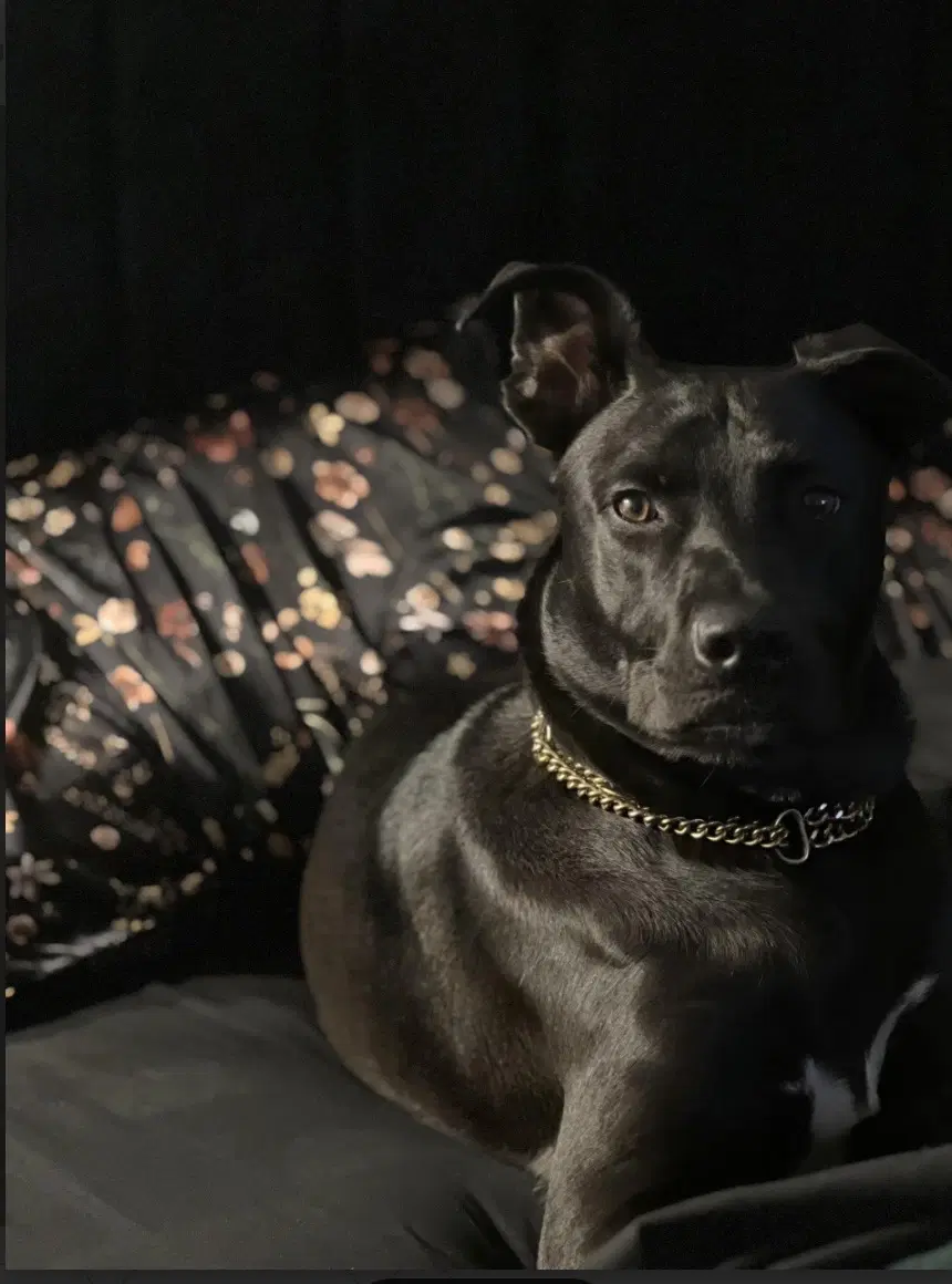 Travis image 2