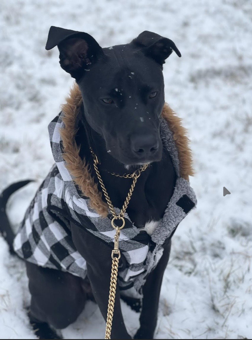 Travis, Labrador Retriever