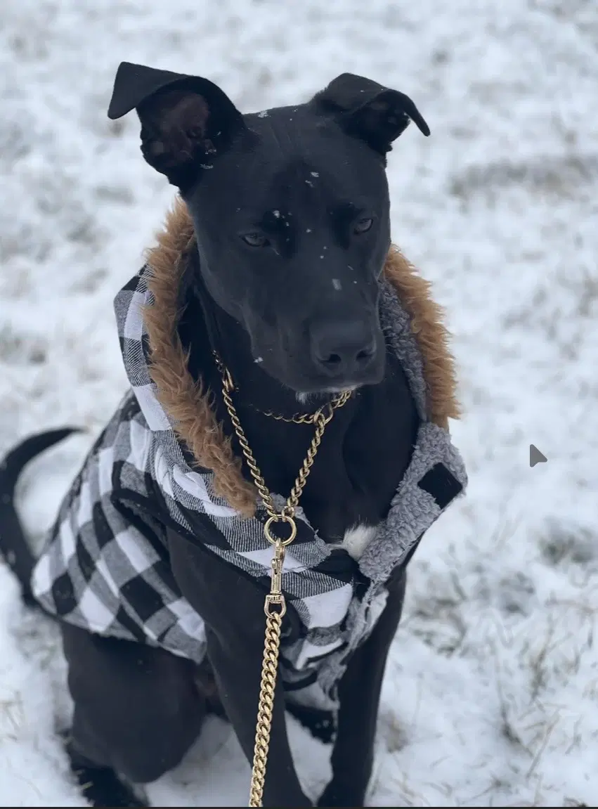 Travis - Labrador Retriever