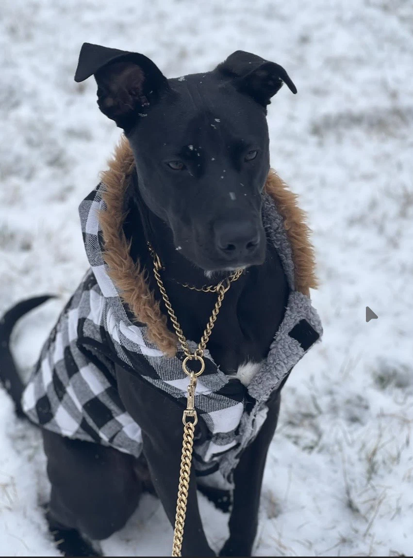 Travis