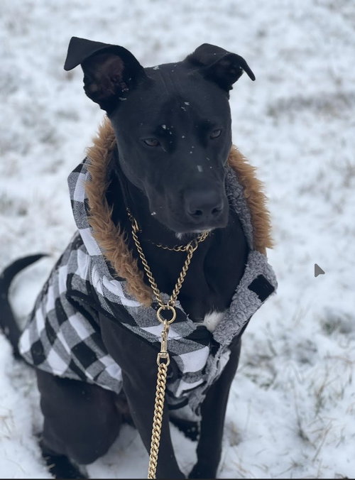 picture of the dog needing adoption