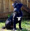 adoptable Dog in cary, NC named Travis