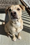 adoptable Dog in cary, NC named Cletus