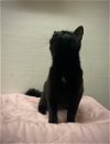 adoptable Cat in cary, NC named Chloe