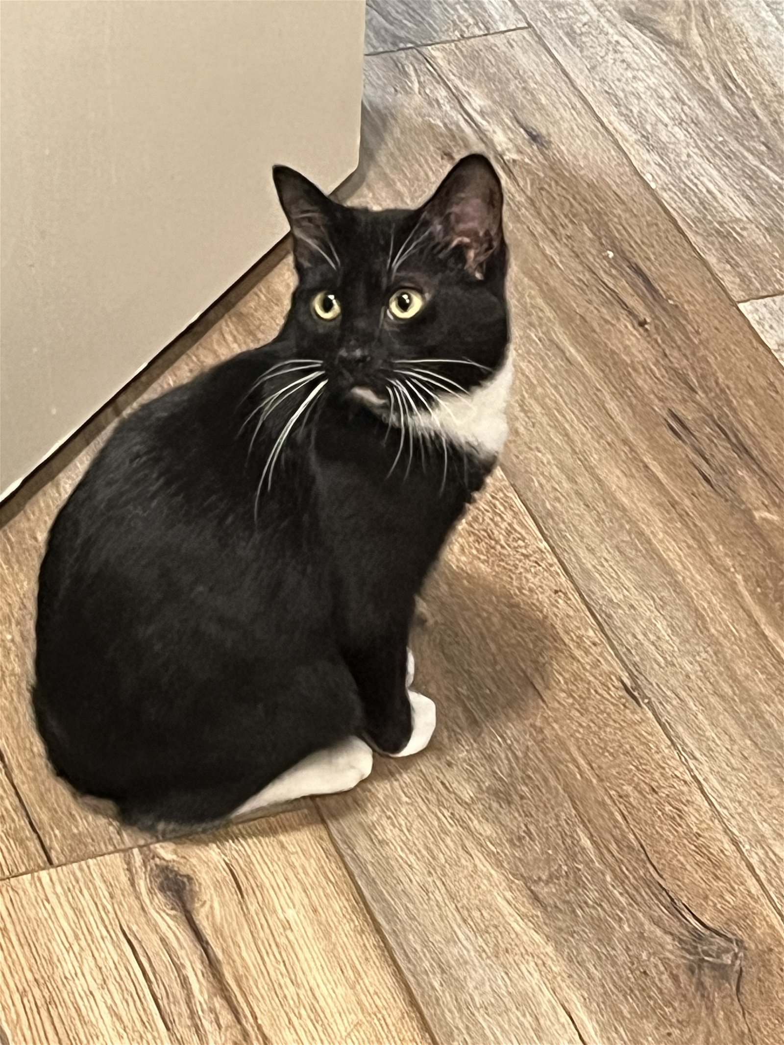 adoptable Cat in Cary, NC named Peggy